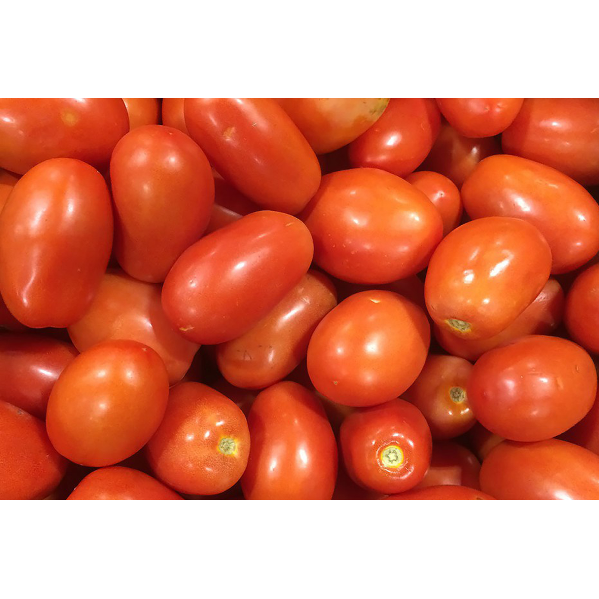 Picture of Roma Tomato