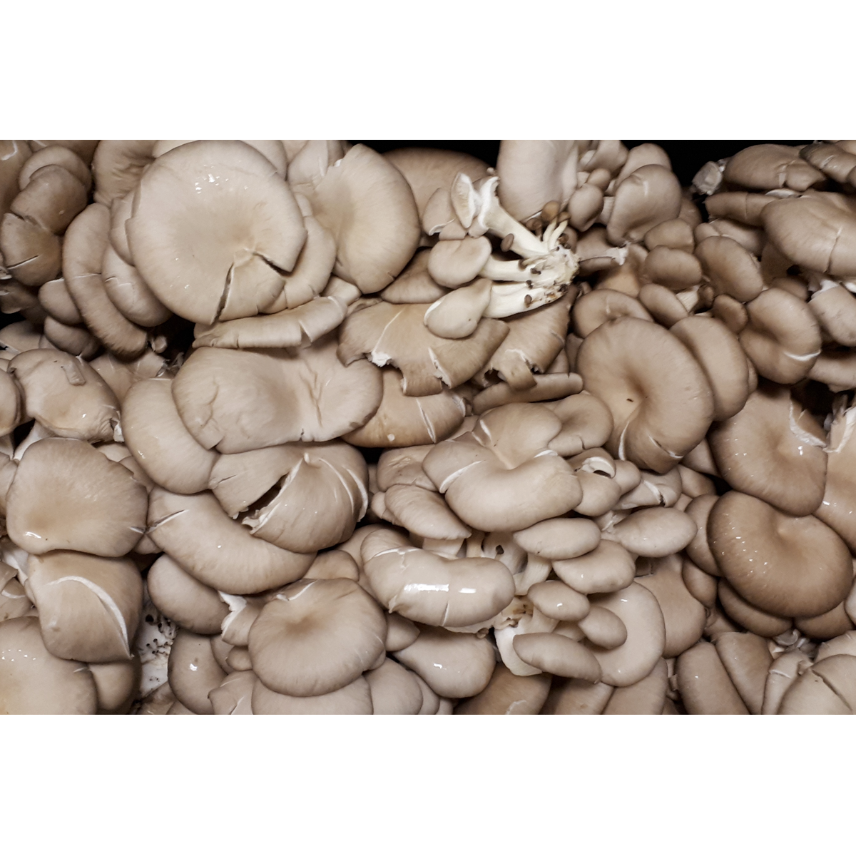 Picture of Oyster Mushroom