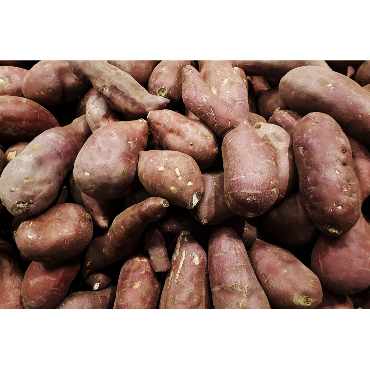 Picture of Oriental Yam