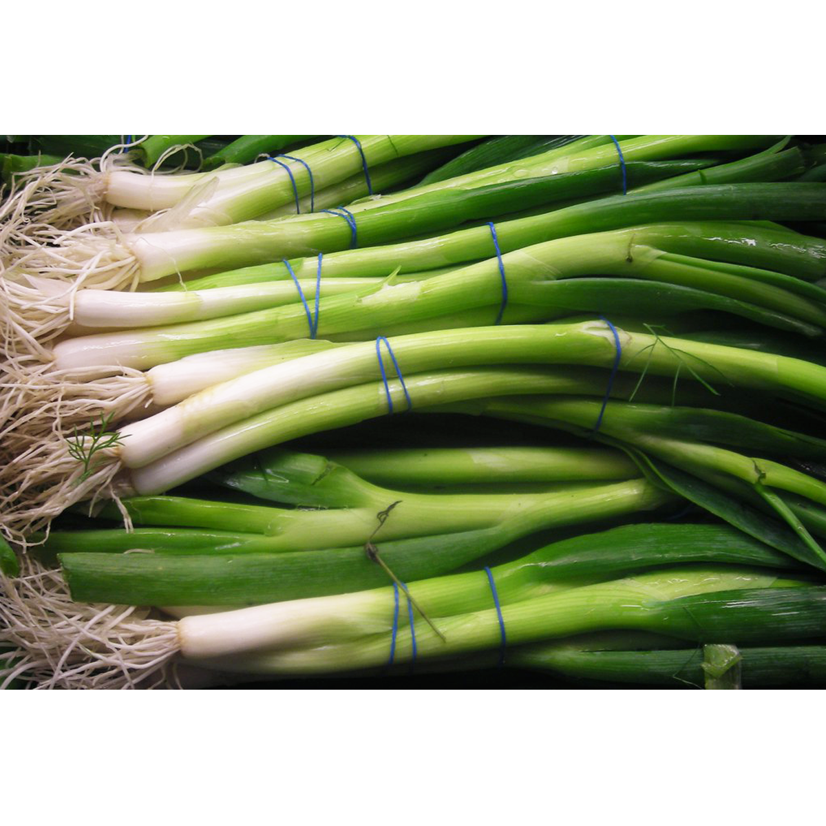 Picture of Green Onion