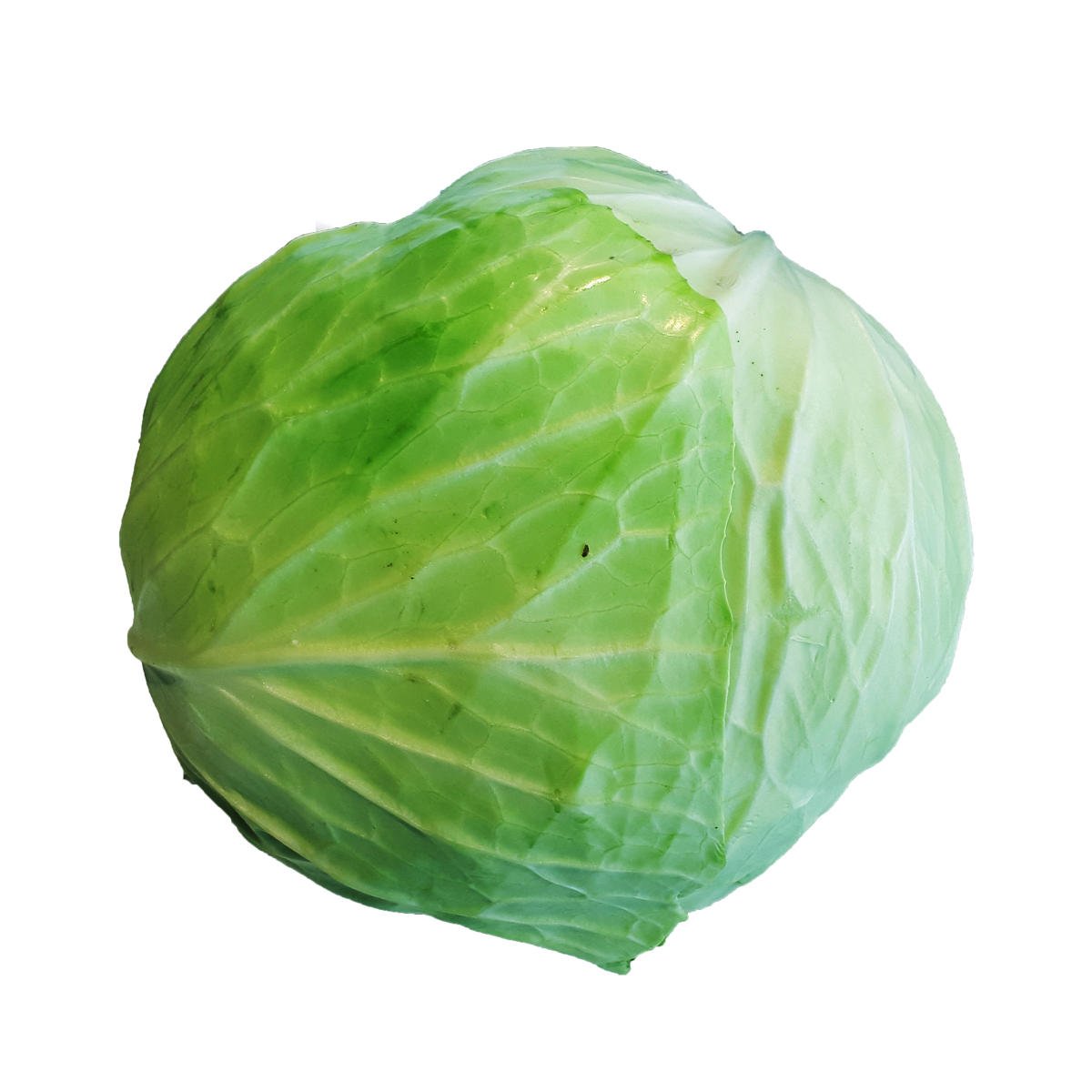 Picture of Korean Cabbage