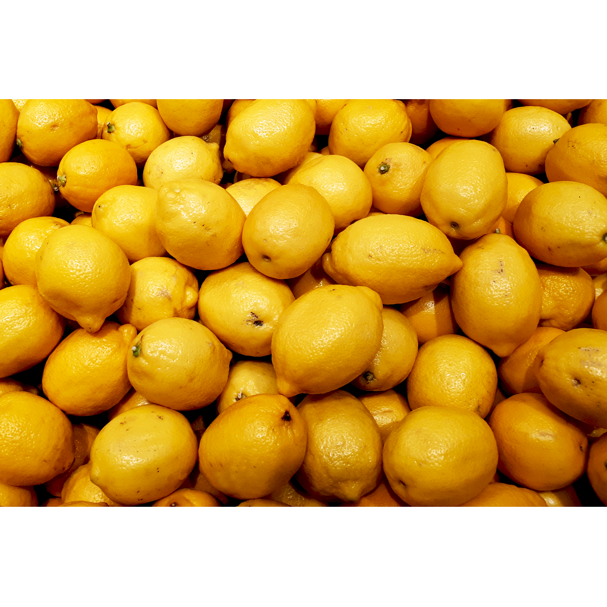 Picture of Lemon