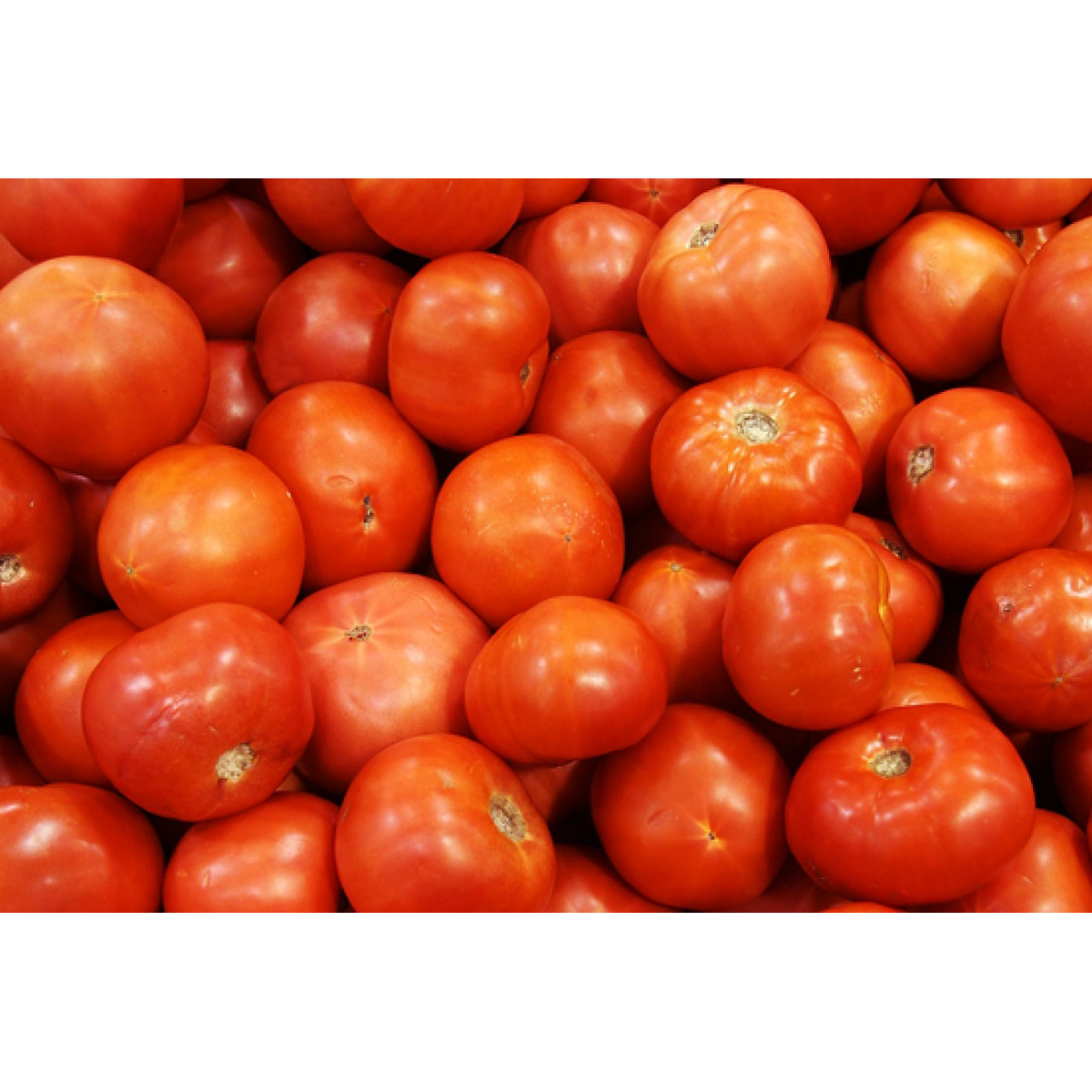 Picture of U.S. Tomato